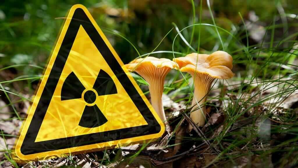 Radioaktive Pilze Tschernobyl